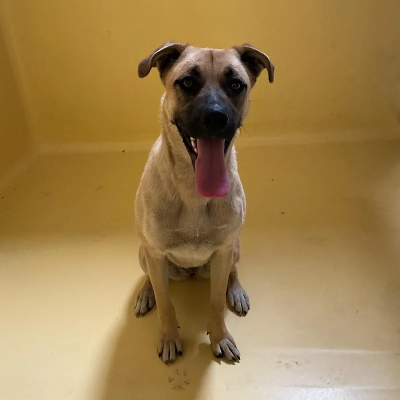 A young medium-sized female Yellow / Tan / Blond / Fawn Shepherd dog named Layla for adoption in San Gabriel, CA
