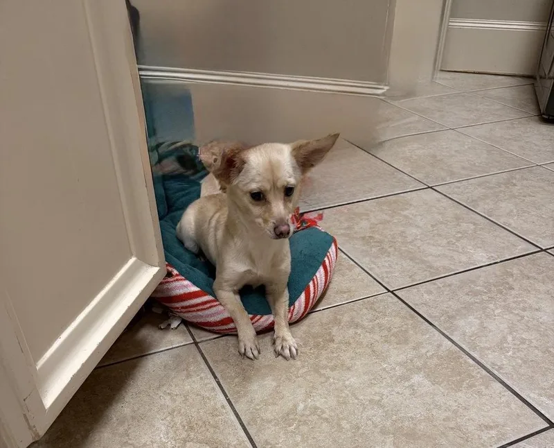 An adult small-sized female Chihuahua dog named Mookie for adoption in Richmond, TX
