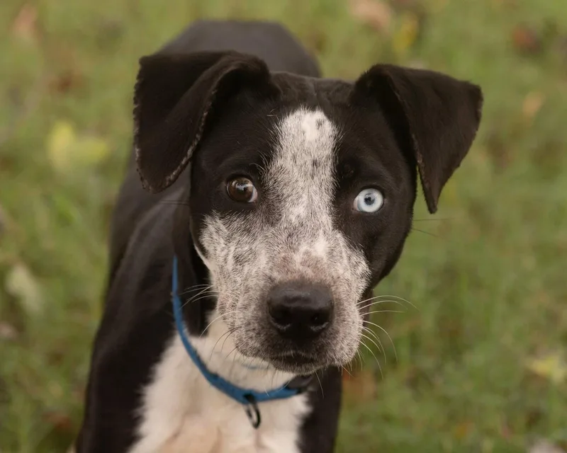 A baby medium-sized male Cattle Dog dog named Blue for adoption in Southaven, MS