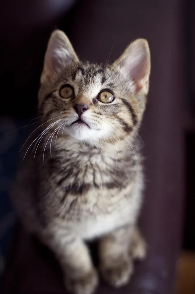 A baby small-sized male Domestic Short Hair cat named Spicy Nugget for adoption in Ferndale, MI