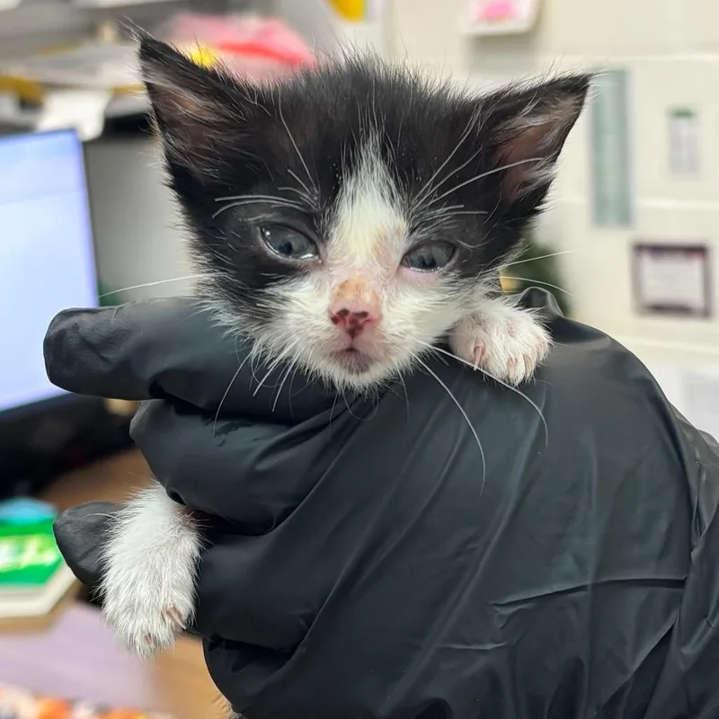 A baby small-sized female Black Domestic Short Hair cat named Rose for adoption in Corpus Christi, TX