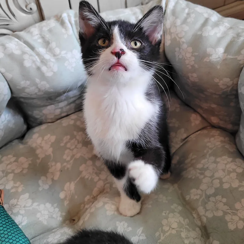 A baby small-sized female Black & White / Tuxedo Domestic Short Hair cat named Ty for adoption in Indianapolis, IN