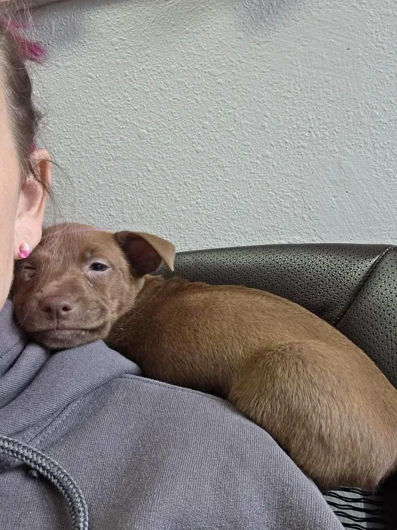A baby small-sized male Brown / Chocolate Chihuahua dog named Schnapps for adoption in Lacey, WA