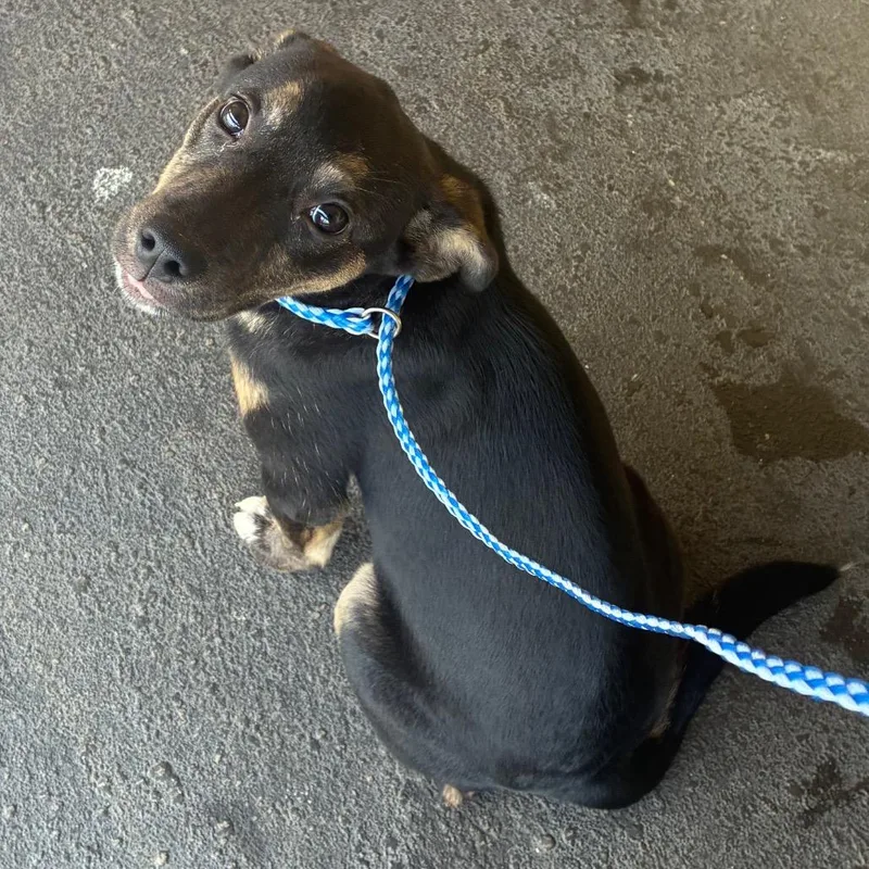 A baby small-sized female Black Terrier dog named Sugar for adoption in Montgomery, AL