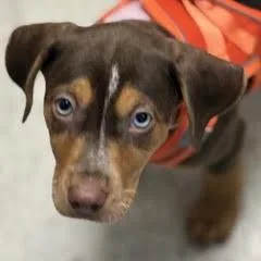 A baby medium-sized male Mixed Breed dog named Dorito for adoption in Green Valley, AZ