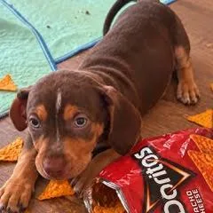 Dorito thumbnail 2
