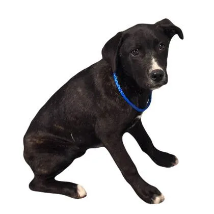 A young large-sized male Cane Corso dog named Delmar for adoption in Red Bluff, CA