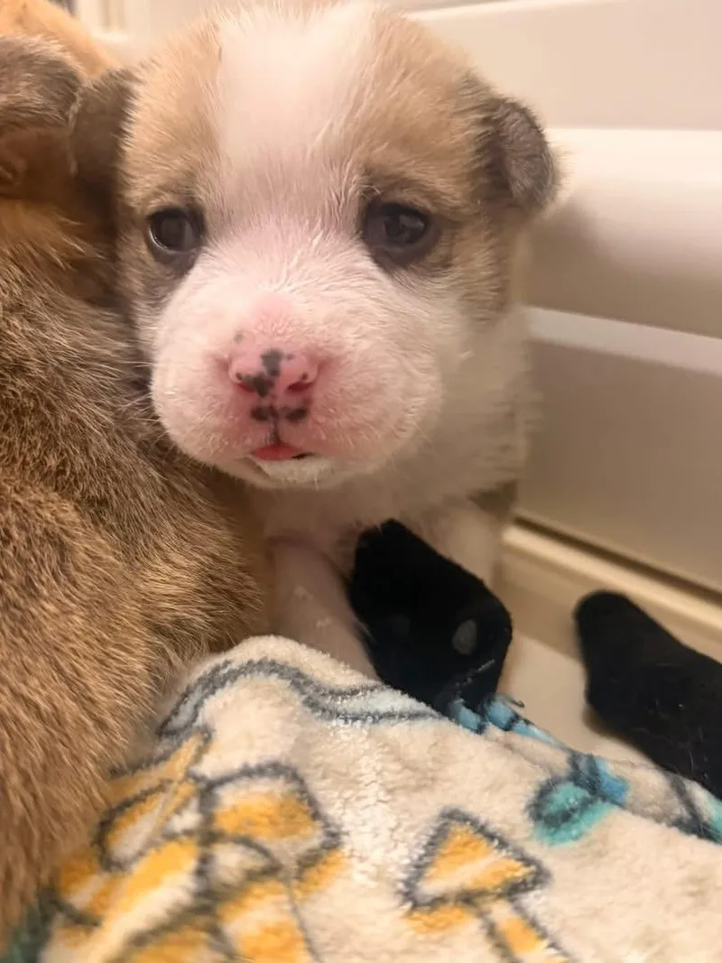 A baby small-sized male White / Cream Beagle dog named Rooster for adoption in Mount Juliet, TN