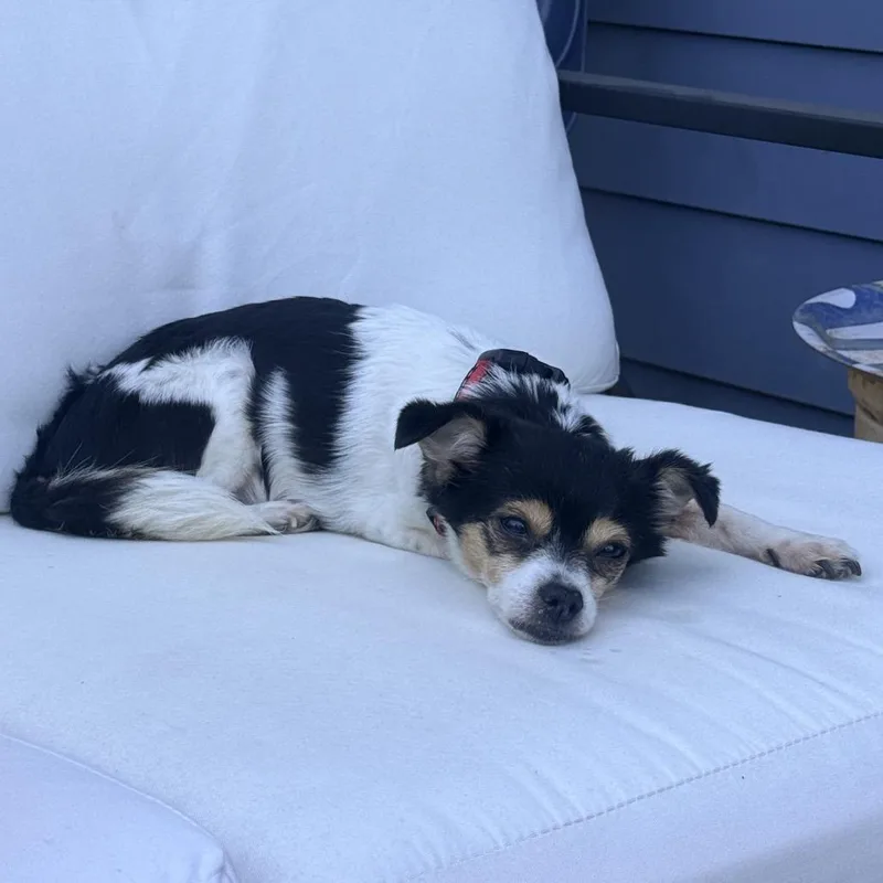 A senior small-sized female White / Cream Chihuahua dog named Bella for adoption in Ojai, CA