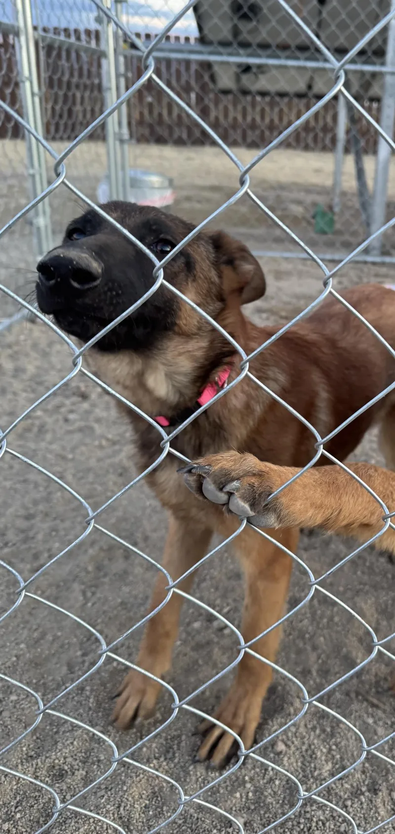 A baby large-sized female Belgian Shepherd / Malinois dog named Winnie for adoption in Stagecoach, NV