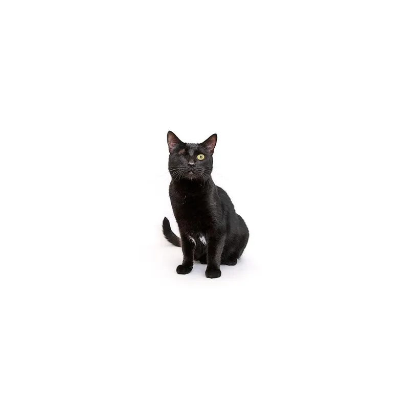 An adult large-sized female Black Domestic Short Hair cat named Rosie for adoption in Playa Vista, CA