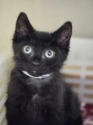 A young small-sized female Domestic Short Hair cat named a Kara Petco North for adoption in North Charleston, SC