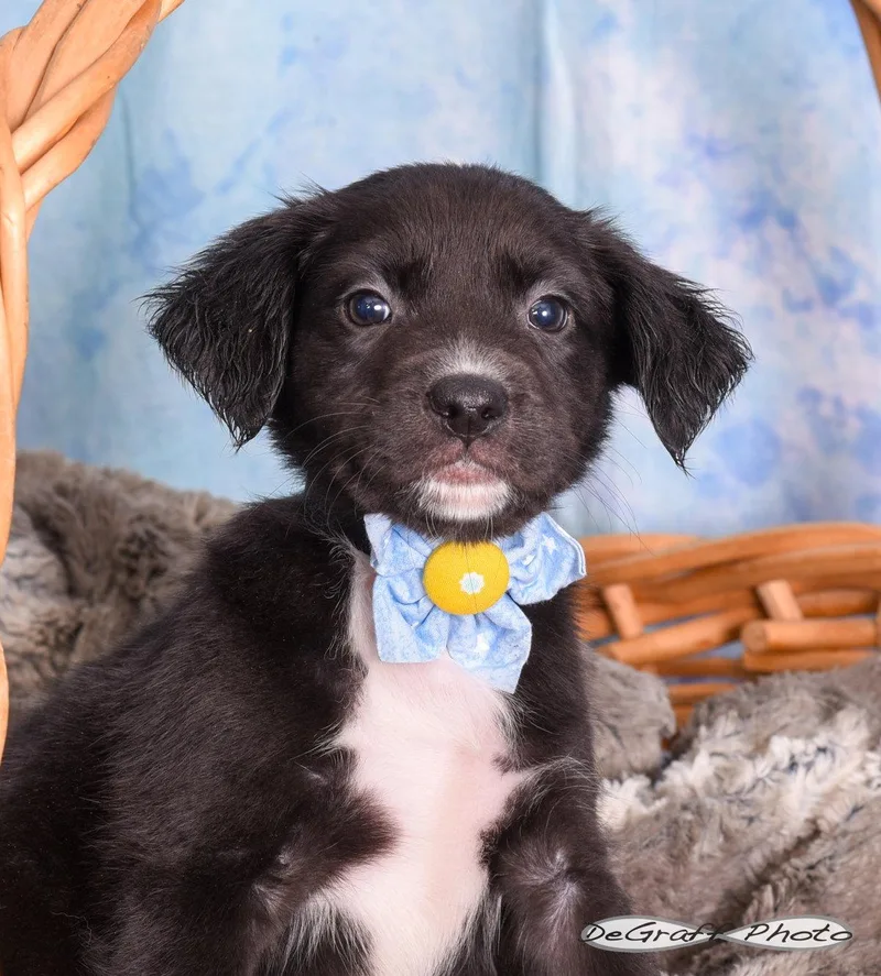 A baby large-sized female Labrador Retriever dog named Nebula for adoption in Pittsboro, NC