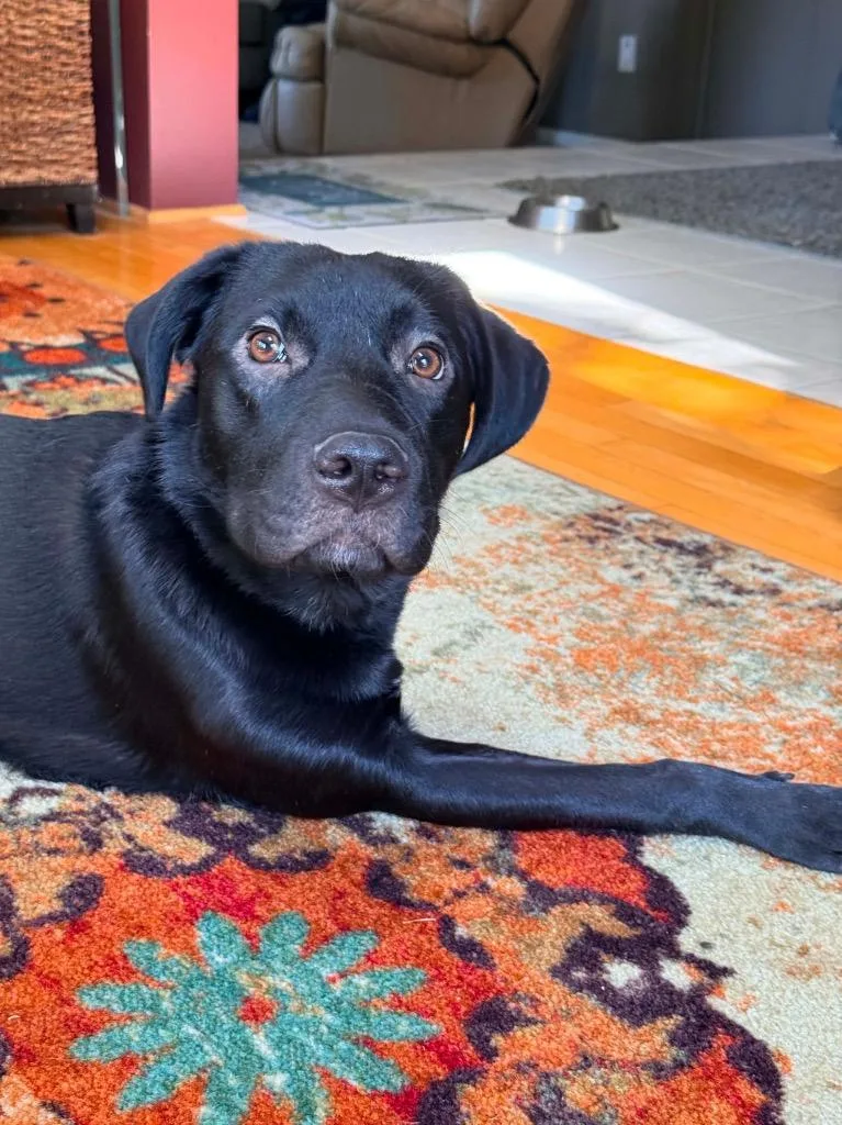 A young medium-sized male Labrador Retriever dog named Bug for adoption in Urbandale, IA