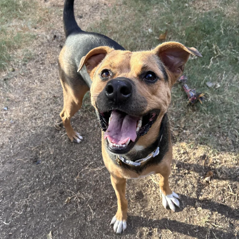 A young large-sized female Shepherd dog named Brownie for adoption in The Colony, TX