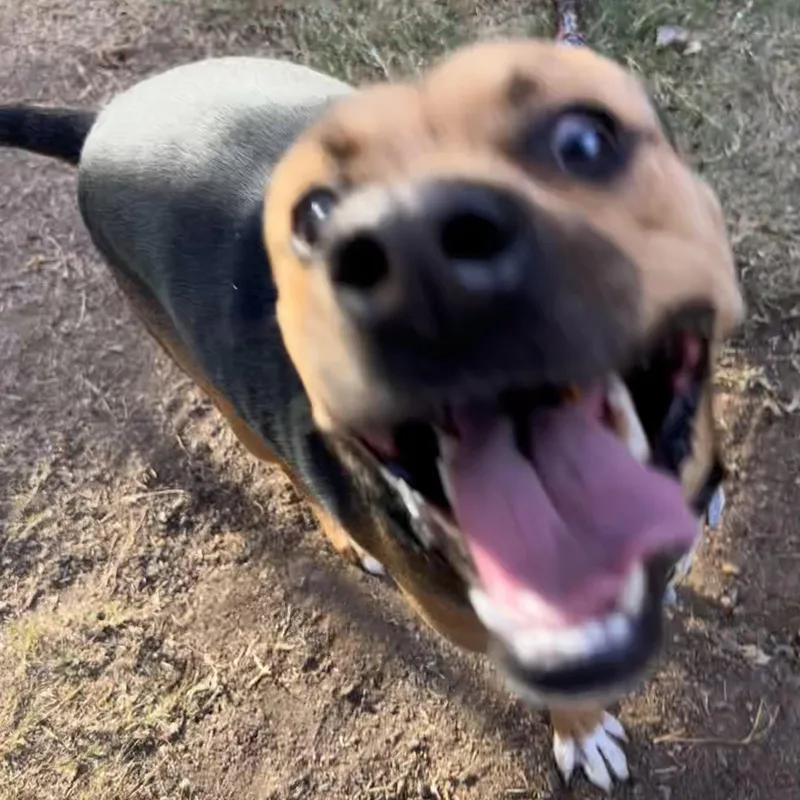 Brownie thumbnail 3