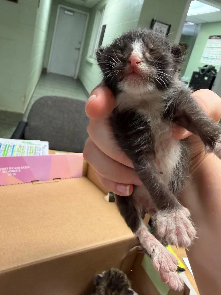 A baby small-sized male Domestic Short Hair cat named Leonard for adoption in Ada, OK