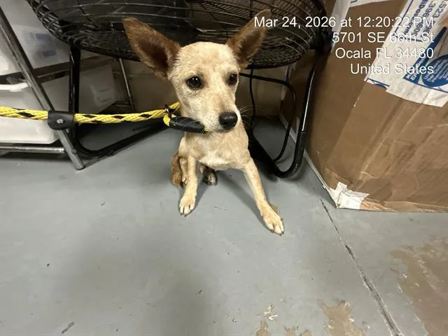 Pup