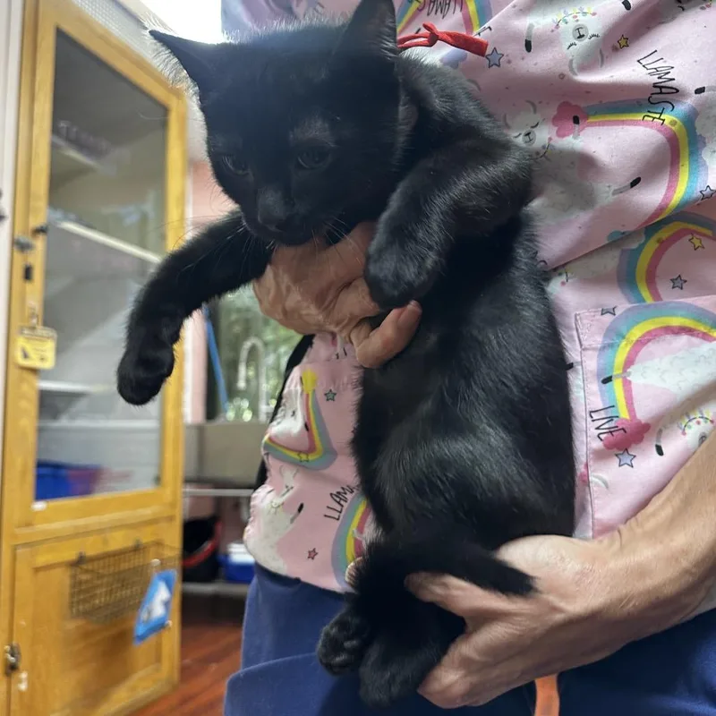 A baby medium-sized male Black Domestic Short Hair cat named Brock for adoption in Hamburg, NY