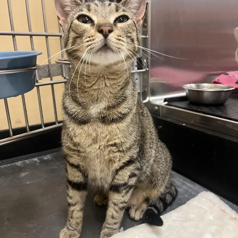 An adult medium-sized female Tabby (Brown / Chocolate) Domestic Short Hair cat named M'lynn for adoption in East Point, GA