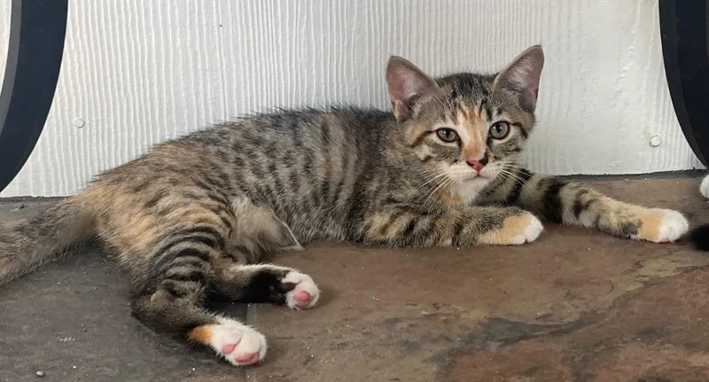 A baby small-sized female Domestic Short Hair cat named Chicken on a Stick for adoption in San Antonio, TX