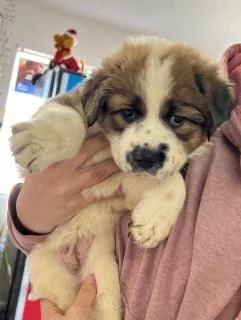 An adult large-sized female Yellow / Tan / Blond / Fawn Spaniel dog named Bethvinny for adoption in Kingman, AZ