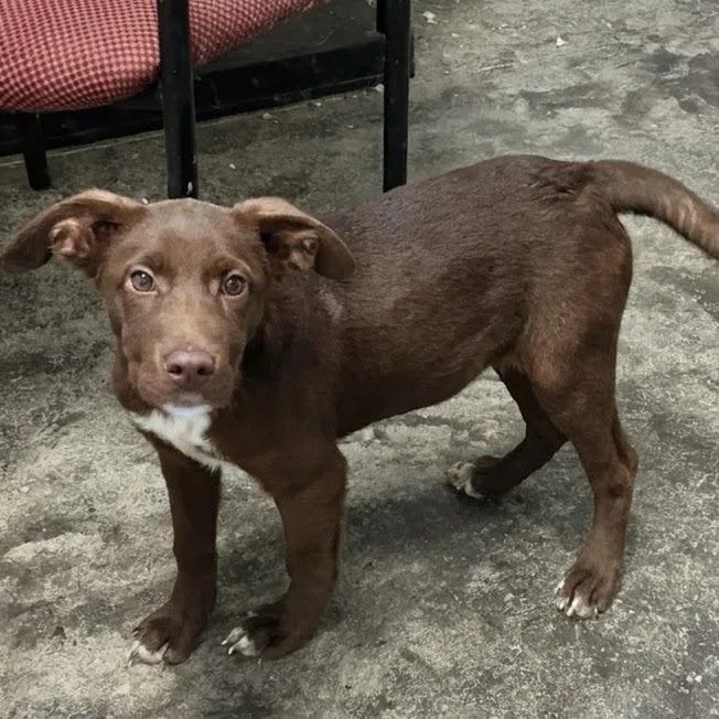 A baby large-sized female Brown / Chocolate Chocolate Labrador Retriever dog named Tootsie for adoption in Scottsburg, IN