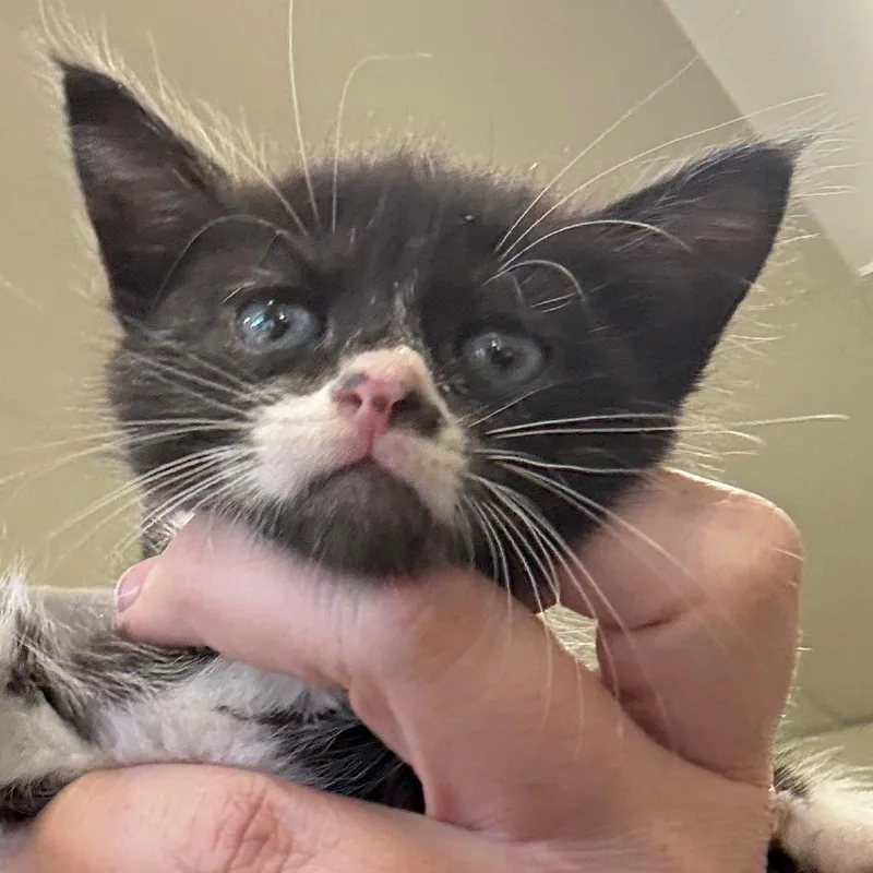 A baby small-sized female Black Domestic Short Hair cat named Midge for adoption in Hattiesburg, MS