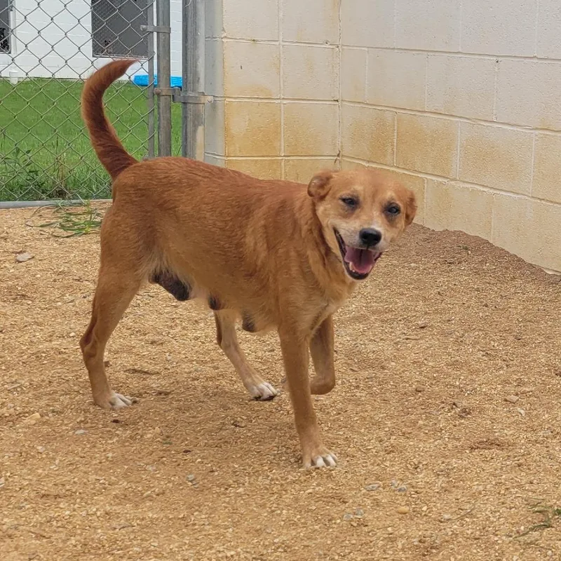 An adult medium-sized female Brown / Chocolate Mixed Breed dog named Melanie for adoption in LOXAHATCHEE, FL