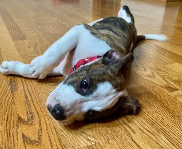 Paco thumbnail 2