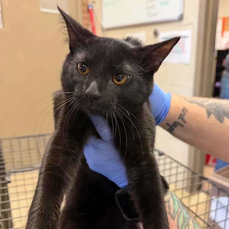 A baby medium-sized male Black Domestic Short Hair cat named Tommy for adoption in Birmingham, AL