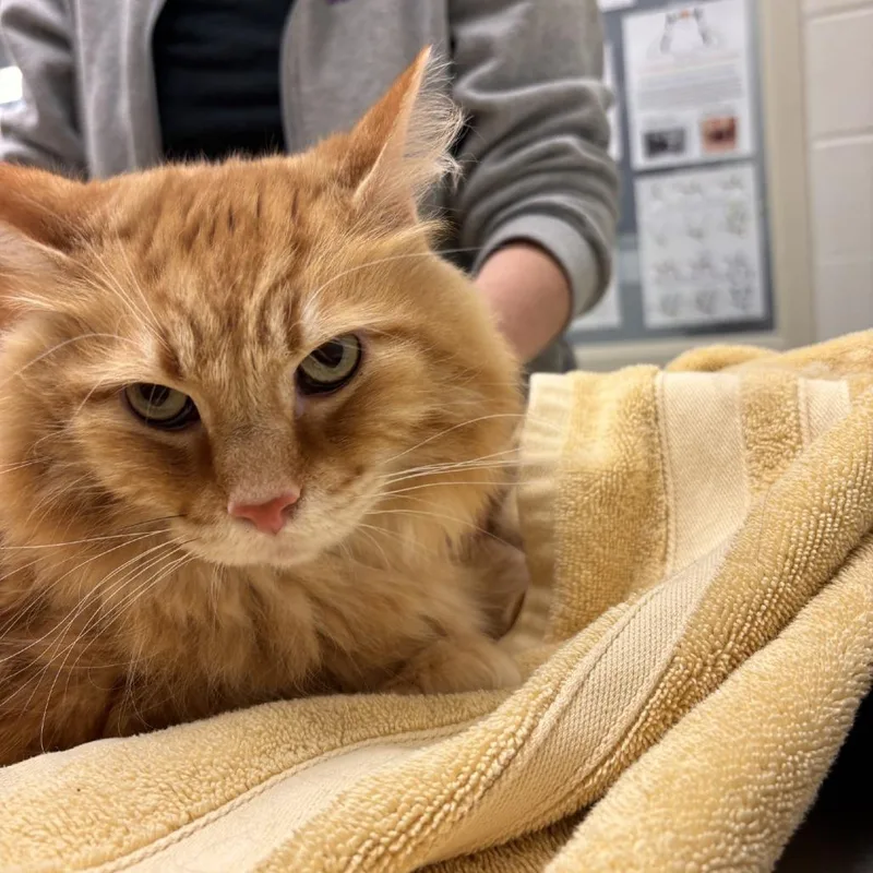 A senior extra large-sized male Orange / Red Domestic Long Hair cat named Henry for adoption in Murray, UT