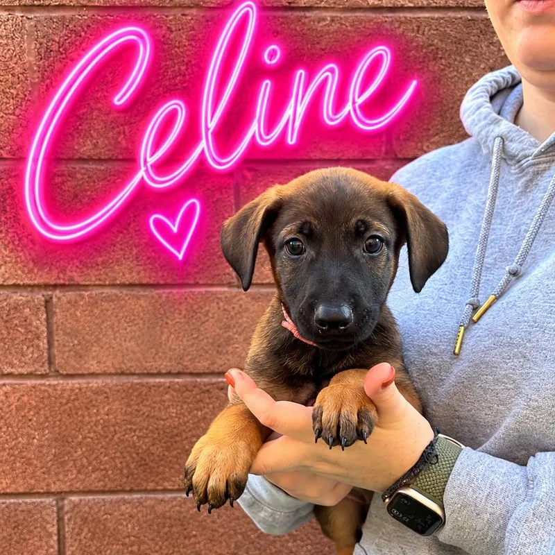 A baby medium-sized female Doberman Pinscher dog named Celine for adoption in Henderson, NV