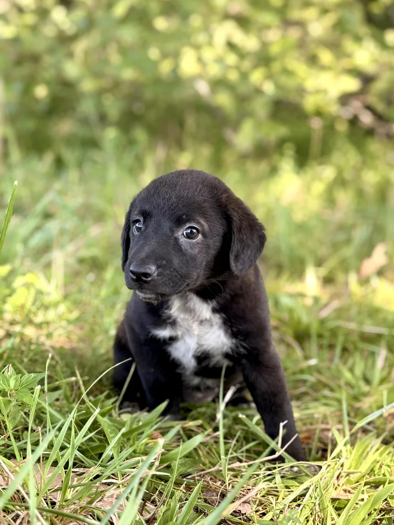 A baby small-sized female Black Wheaten Terrier dog named Loretta for adoption in Gradyville, KY