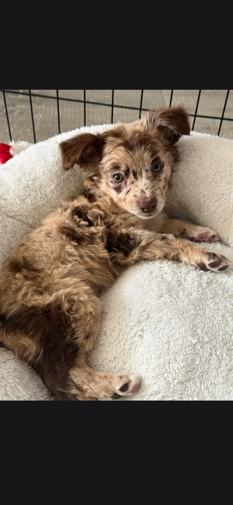 A baby medium-sized female Aussiedoodle dog named Sofie for adoption in Torrance, CA