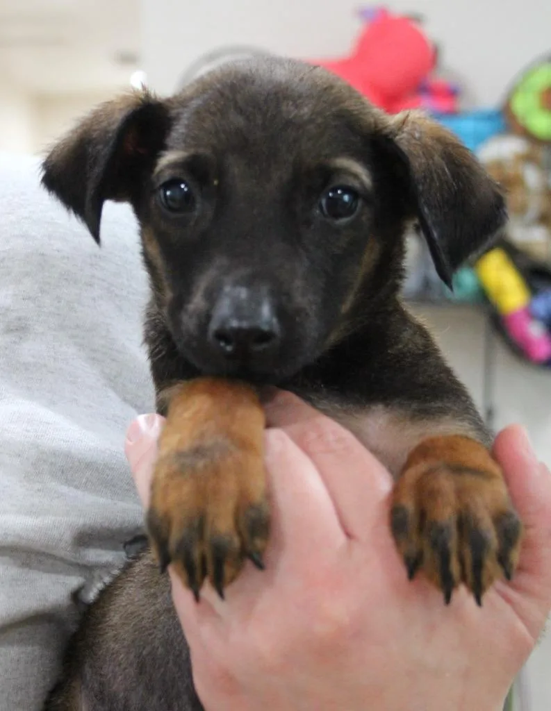 An adult medium-sized male Doberman Pinscher dog named Dax for adoption in Vacaville, CA