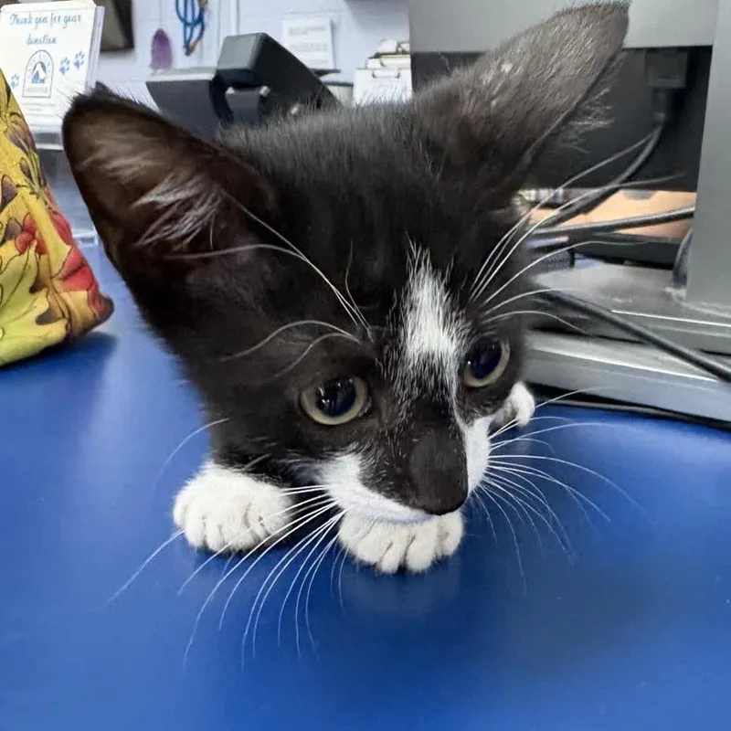 A baby small-sized male Black Domestic Short Hair cat named Chat for adoption in Middleburg, FL