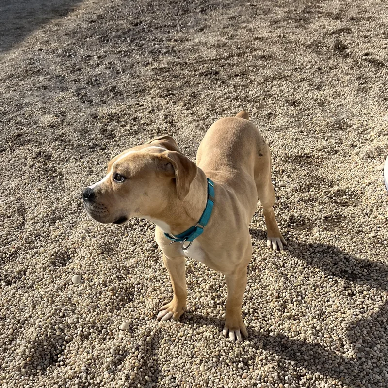 A young medium-sized female Yellow / Tan / Blond / Fawn Mastiff dog named Phoebe for adoption in Southold, NY