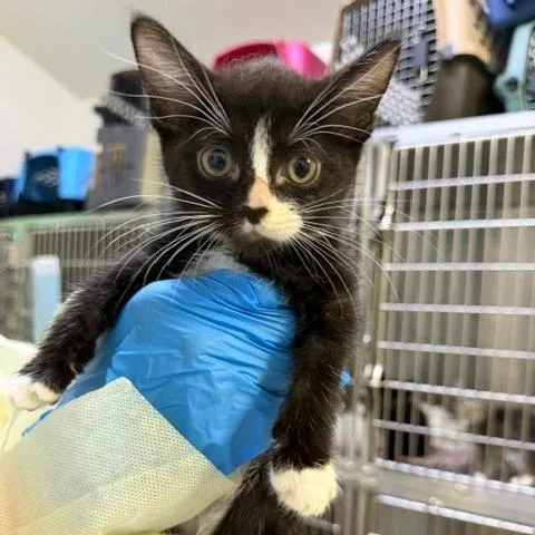 A baby small-sized male Domestic Short Hair cat named Butch for adoption in Cumming, GA