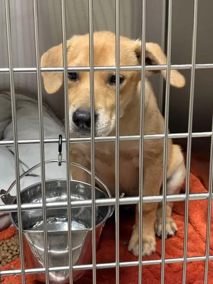 A baby small-sized male Mixed Breed dog named Hayden for adoption in Memphis, TN