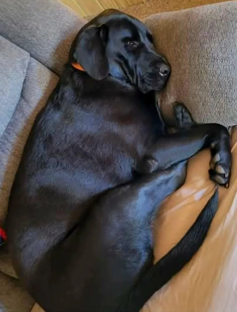 An adult large-sized male Labrador Retriever dog named Diesel & Axel for adoption in Elkton, MD