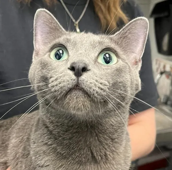 An adult medium-sized female Domestic Short Hair cat named Daphne for adoption in Golden, CO