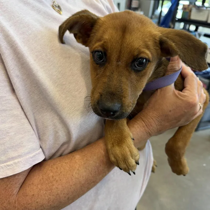 A baby small-sized female Yellow / Tan / Blond / Fawn Terrier dog named Scooby for adoption in Marshall, TX
