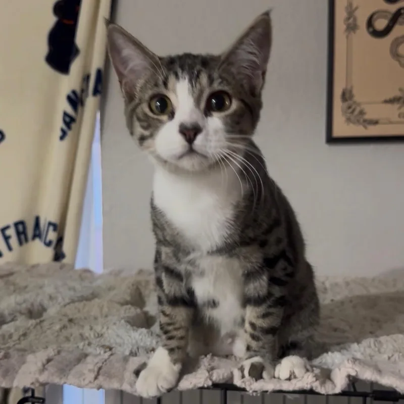 A baby medium-sized female Tabby (Brown / Chocolate) Domestic Short Hair cat named Honey A for adoption in Fresno, CA