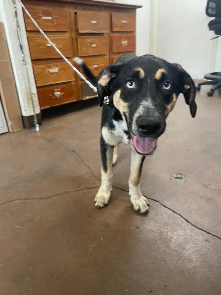 A baby large-sized male Australian Cattle Dog / Blue Heeler dog named Westley for adoption in Chico, CA