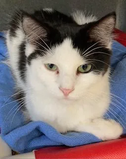An adult medium-sized female Domestic Short Hair cat named Flurry for adoption in Cincinnati, OH