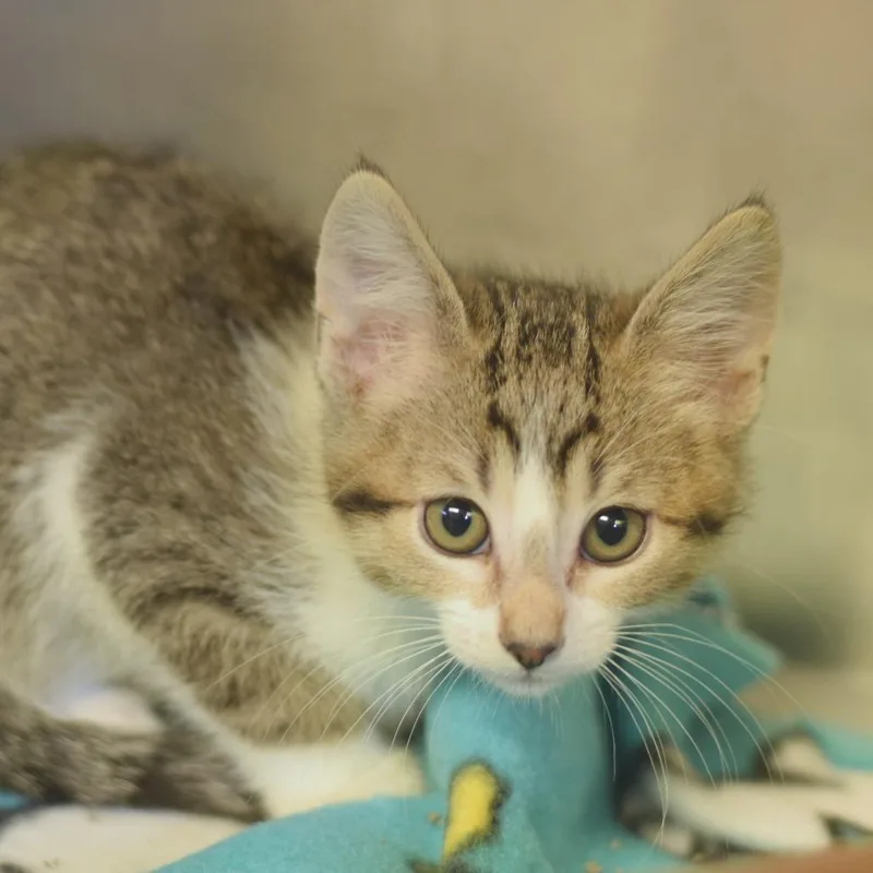 A baby small-sized male Brown / Chocolate Domestic Short Hair cat named Pepe Silvia for adoption in Belleville, IL
