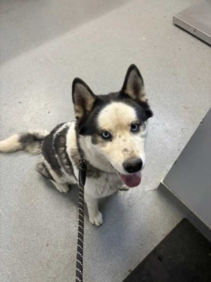 An adult large-sized female Siberian Husky dog named A for adoption in Olivehurst, CA