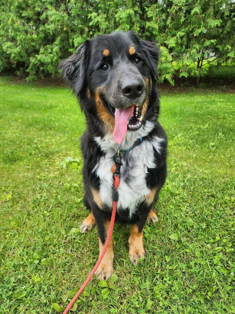 An adult medium-sized male Australian Shepherd dog named Hughie for adoption in New London, WI