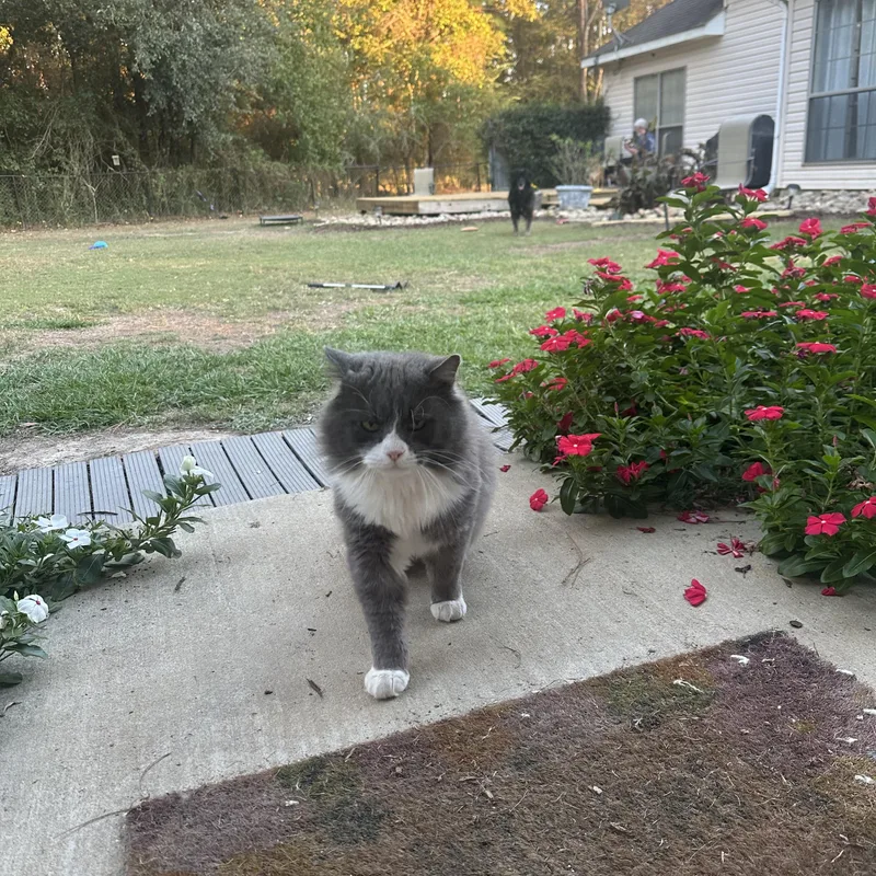 An adult large-sized male Gray & White Domestic Long Hair cat named Tom for adoption in Picayune, MS